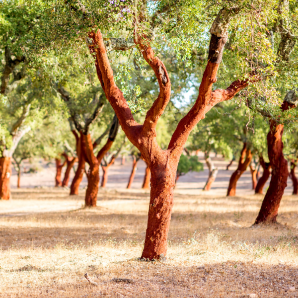 Cork Oak Tree in Portugal Cork for Flux Cork Yoga Mats by Asivana Yoga